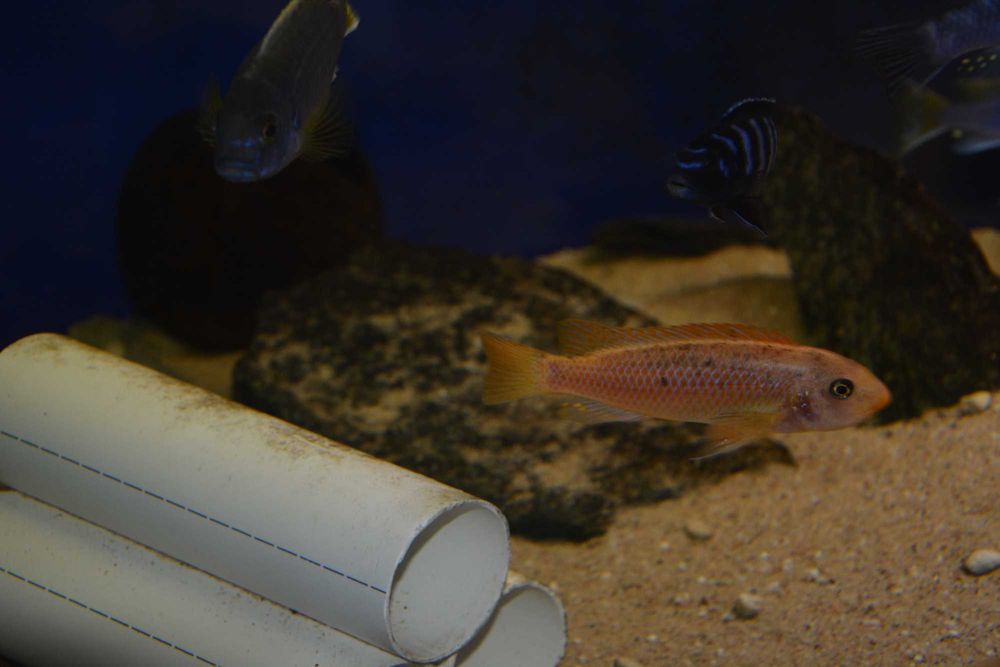 Pyszczak Labeotropheus Trewavasae Thumbi West