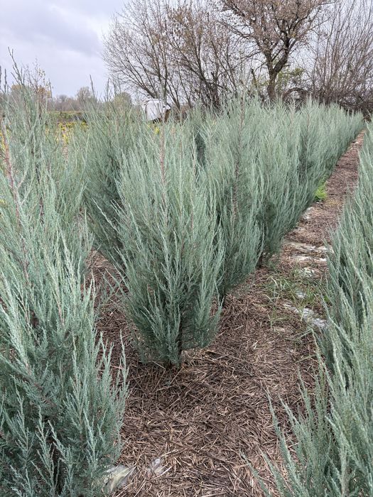 Ялівець блю ерроу, скайрокет 1.2-2м.