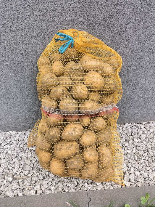 Ziemniaki Gala 1.66zł/kg