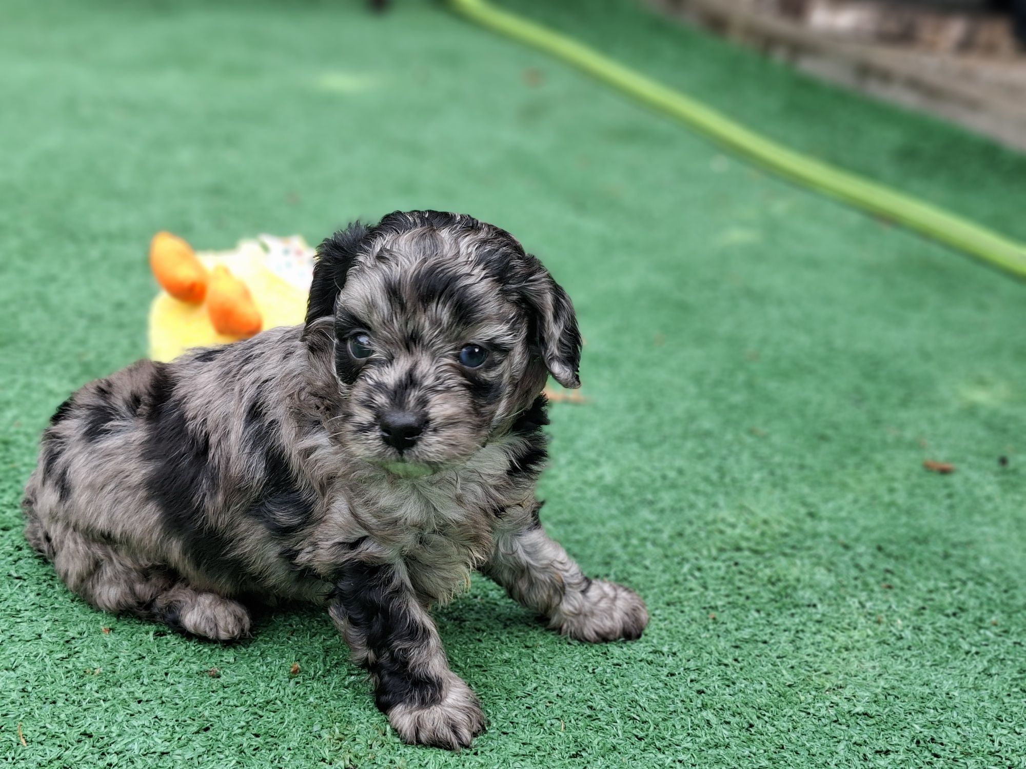 Szczenię cavapoo  merle z metryką