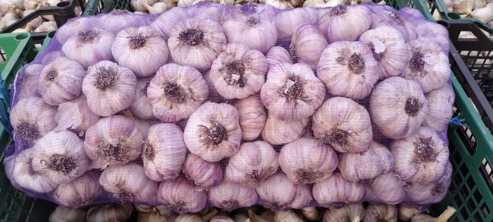 Продається часник "Любаша"