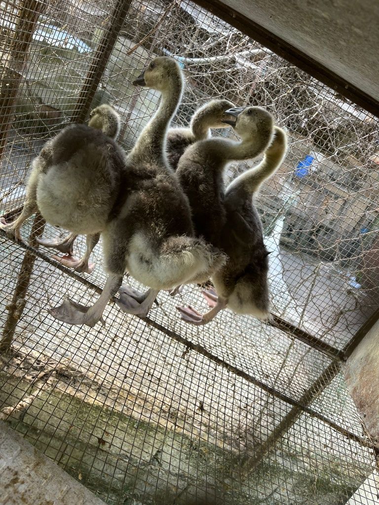Gansos da Guiné como na foto