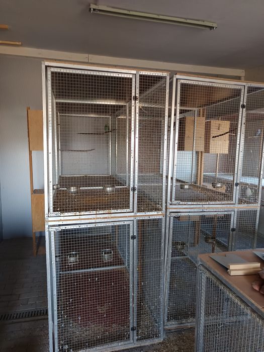 Papugi aleksandretta obrożna. Całość, ptaki, klatki