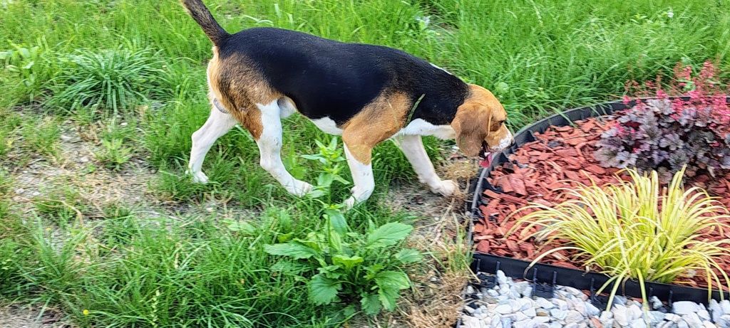Beagle dorosły piesek 2 lata