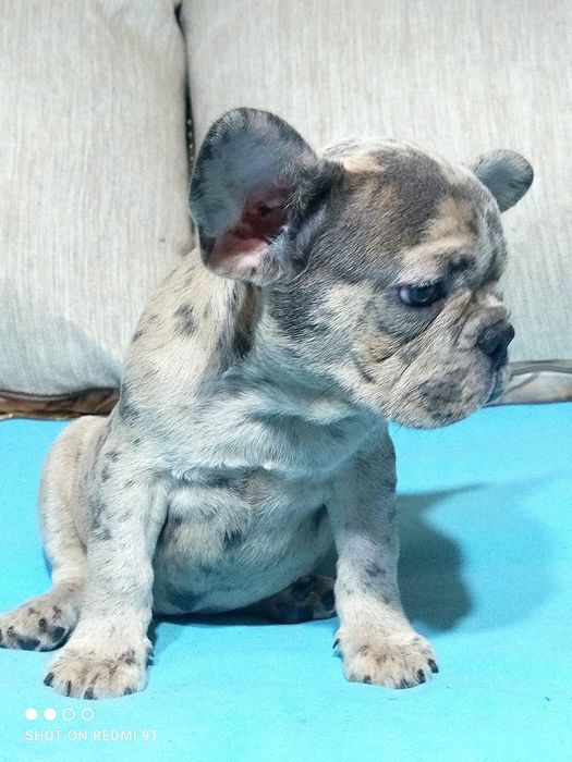 Супер щенки французы.