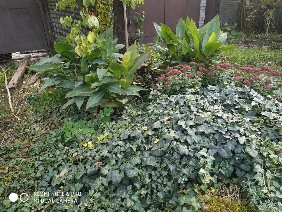 Овсяница сизая  .Фестука