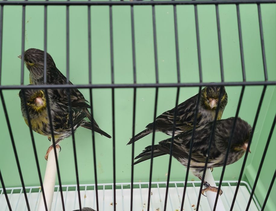 Canários Negros Amarelo Mosaico