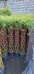 Wierzba pleciona Salix