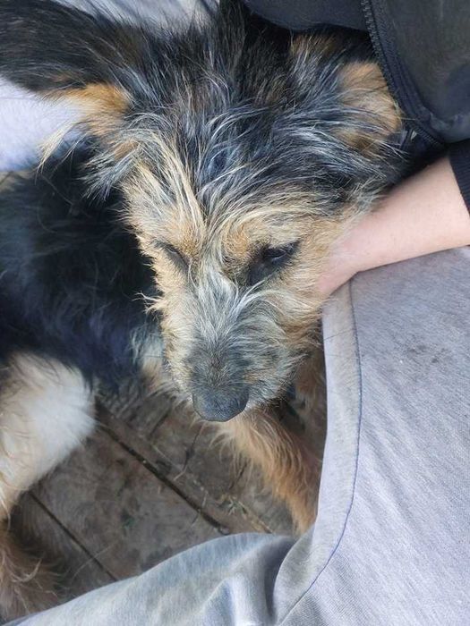 Gwiazdka szuka kochającego domku!