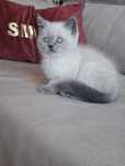 Gatinho  Scottish Straight