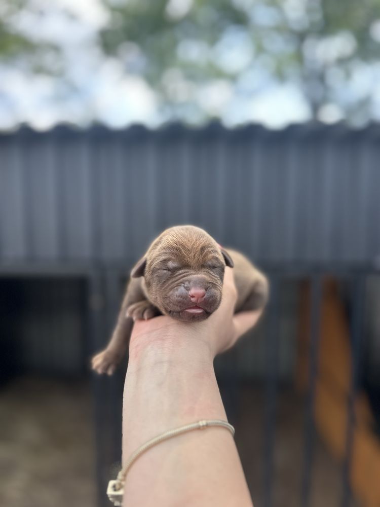 Szczeniak Bandog