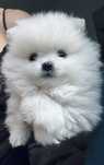 **Bruno**Szpic miniaturowy, pomeranian