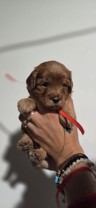 Cavapoo bardzo ciemny chlopiec szkolenie badania wyprawka rodowód