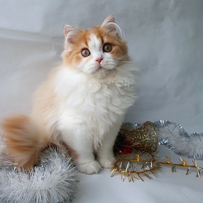 Львів котик рудий, клубний, вакцинований. Котята, кошенята, котенок