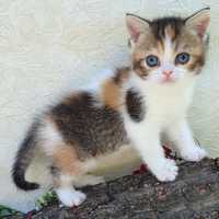 Трехцветная кошечка, самый лучший в мире окрас Котики Киев котята