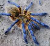 Harpactira pulchripes
