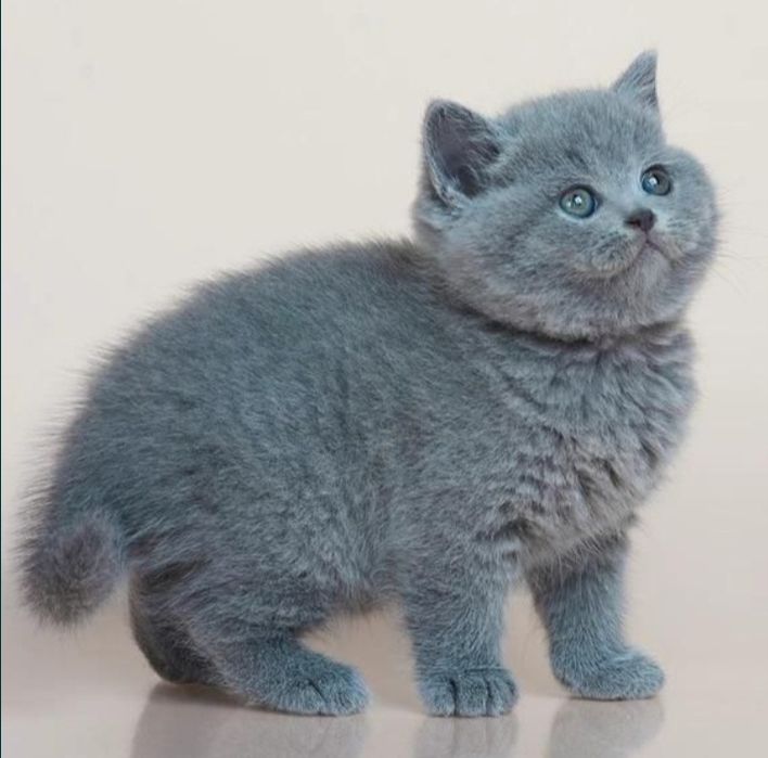 Шотландские плюшевые котята .Девочка.