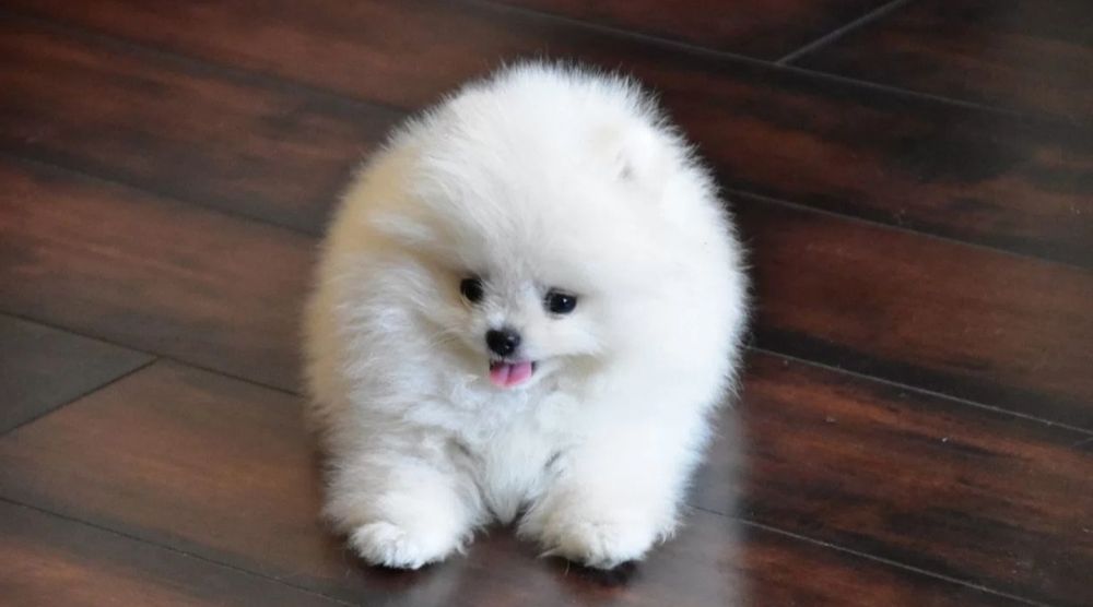 Vip шикарные шикарные крохи