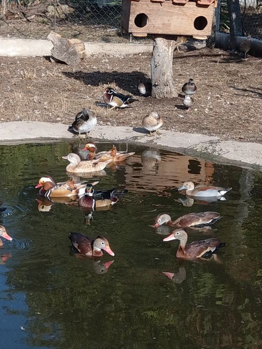 Patos carolinos para reprodução