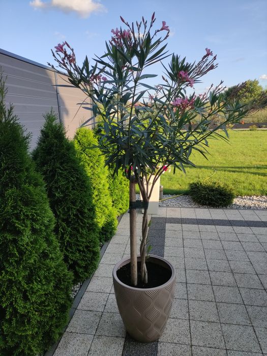 Oleander  pospolity roślina,