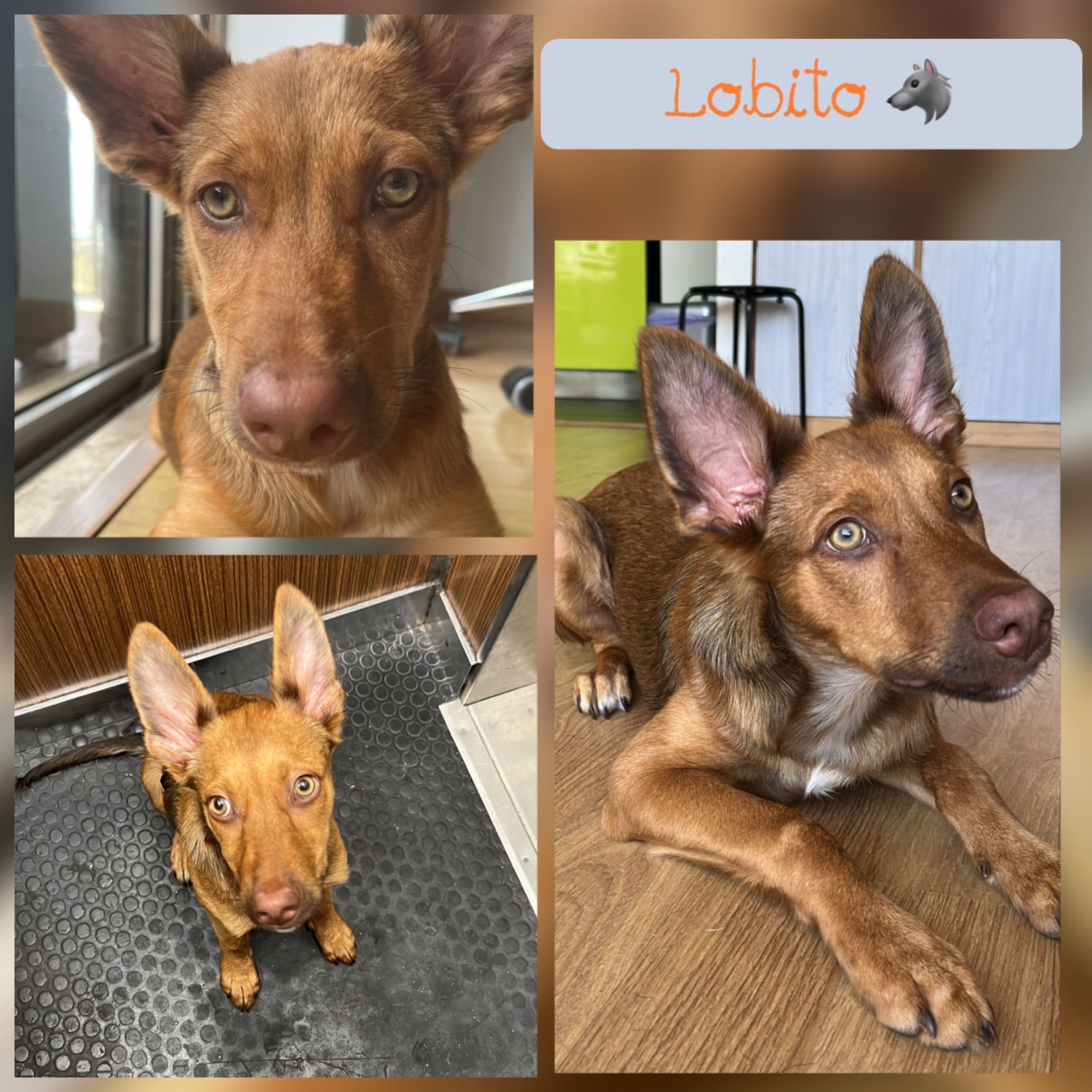 Cachorrinho 5 meses muito lindo e meigo para adoção responsável