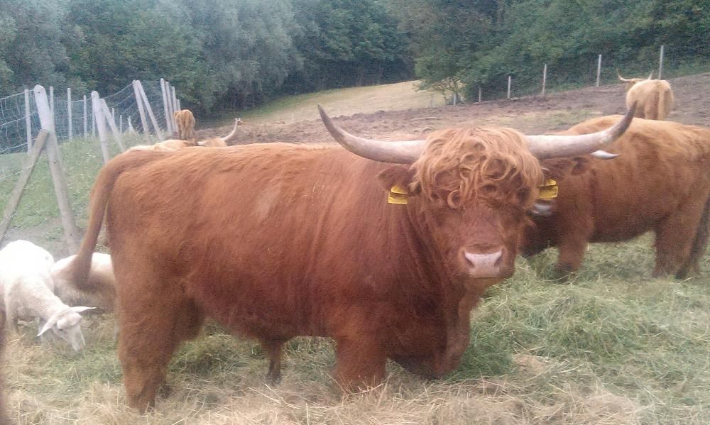 Bydło Szkockie i Longhorn Texas - byki krowy cielaki