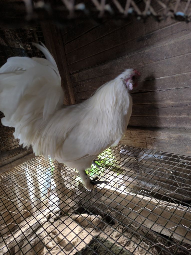 Garnizo branco macho
