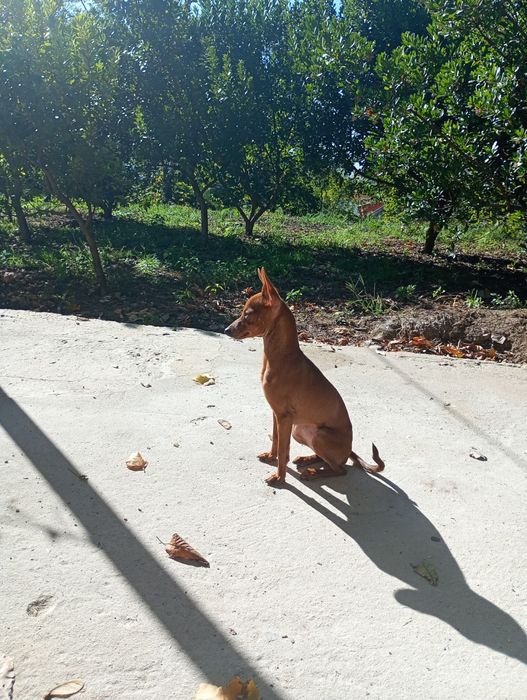 Pinscher -  fêmea