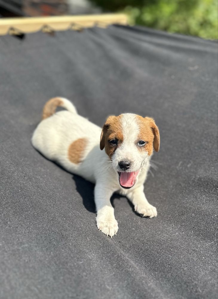 Piesek Jack Russel Terrier z Rodowodem Rezerwacja gotowy do odbioru