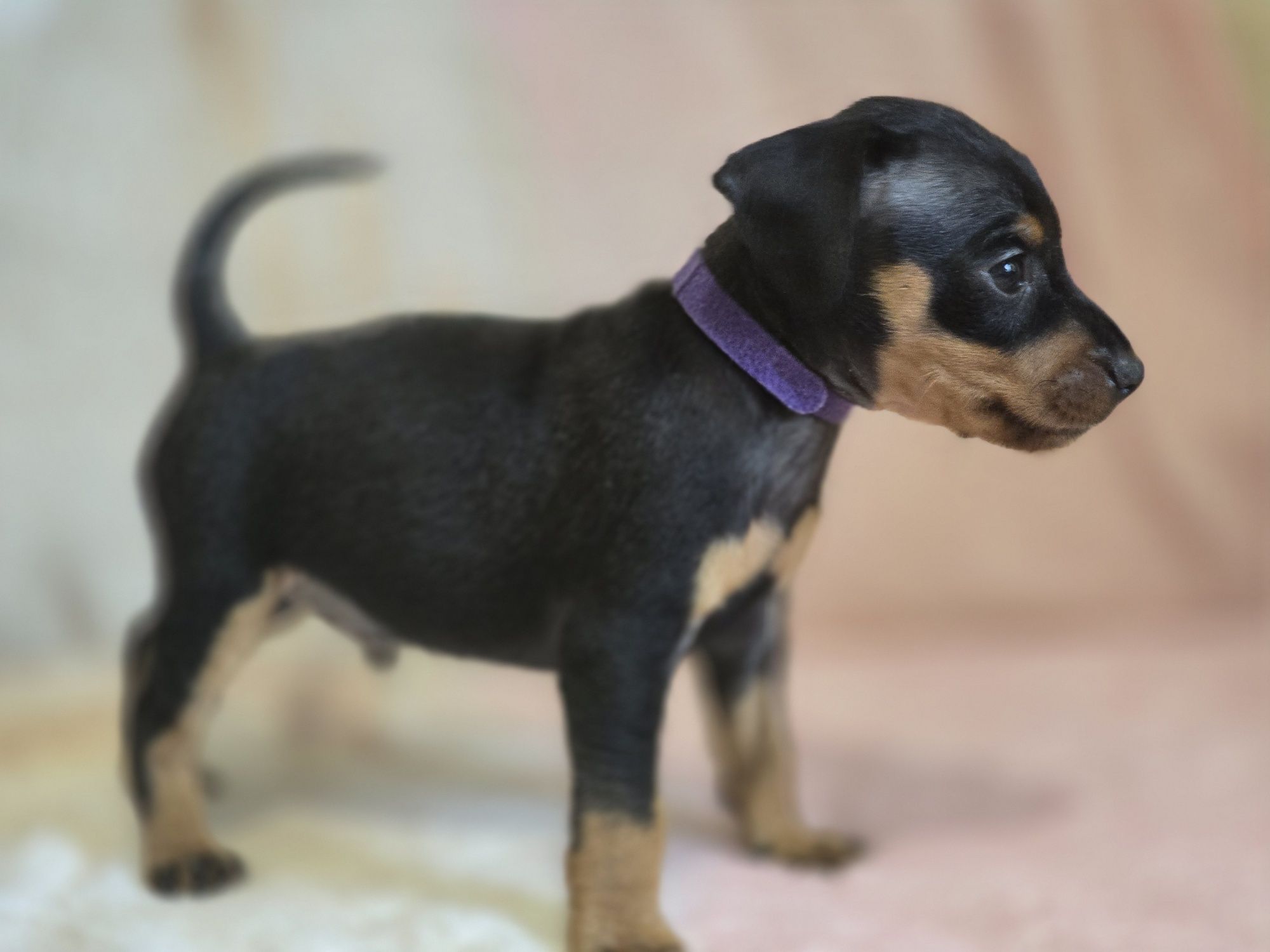 Pinczer miniaturowy