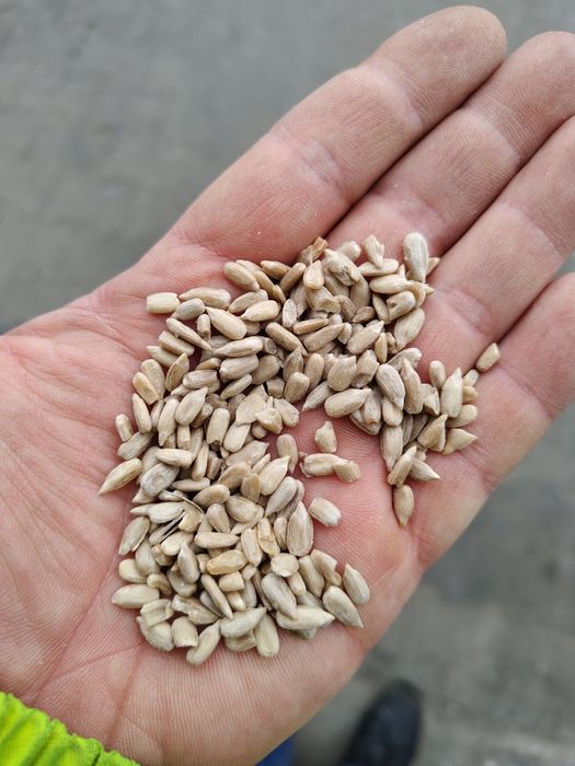 Słonecznik łuskany