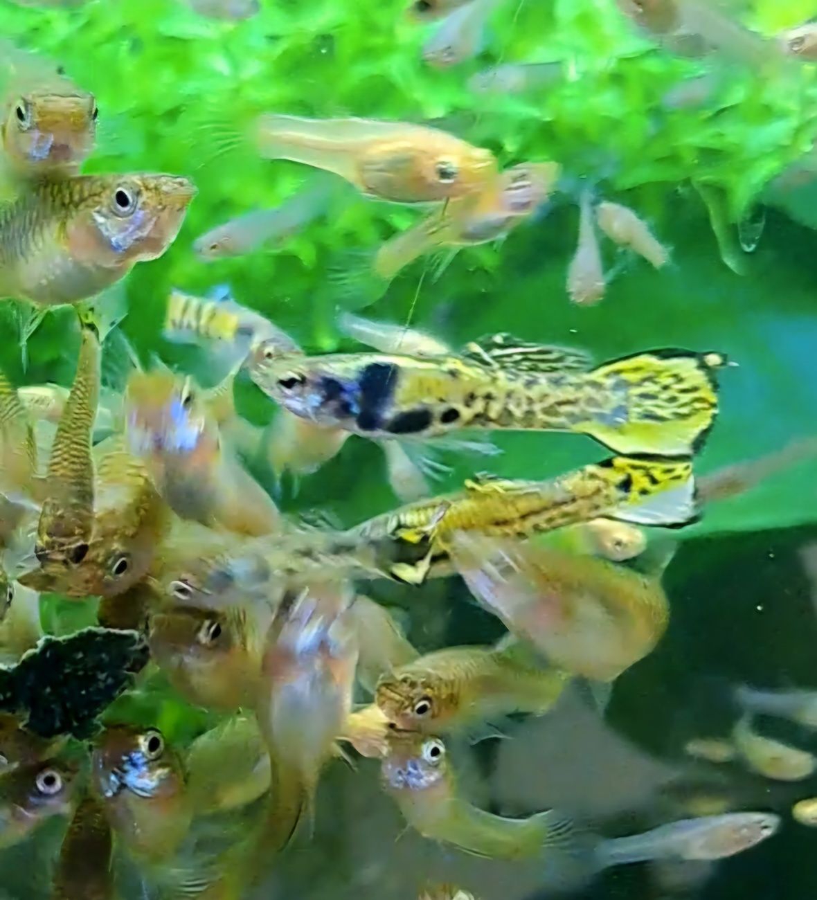 Guppys endler Tiger