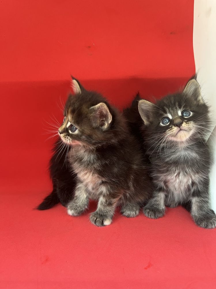 Котята Мейн Куни