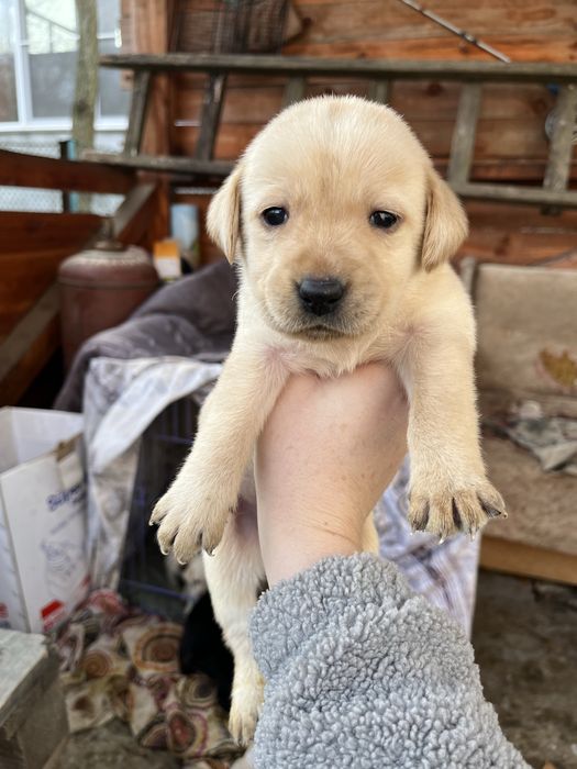 Цуценя лабрадора