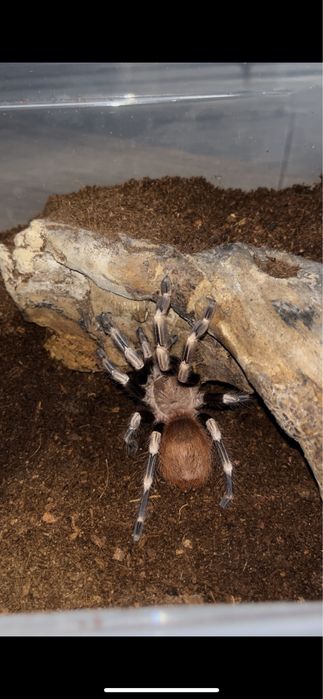 Nhandu chromatus samiec