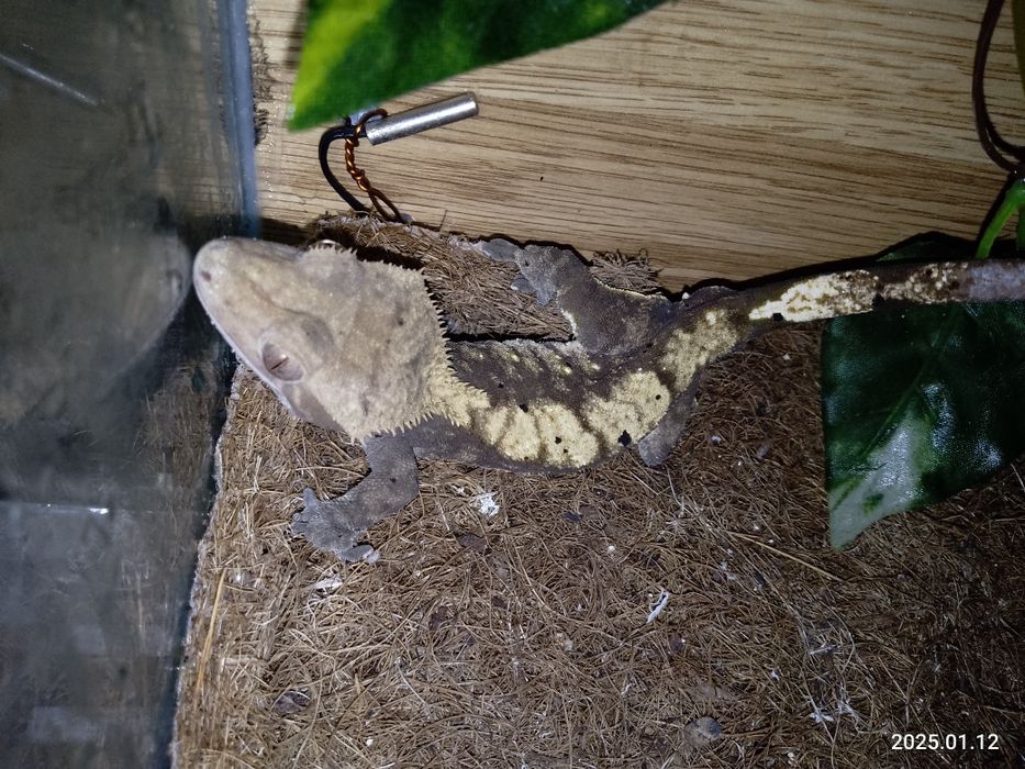 Бананоїд  самець