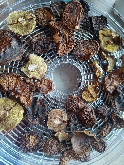 Suszone podgrzybki całe kapelusze