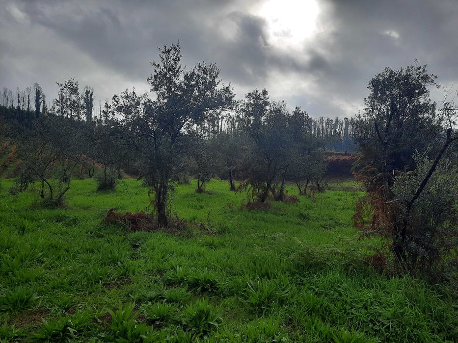 Árvores - Oliveiras