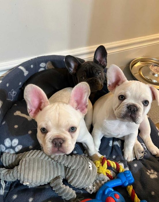 Щенки французского бульдога 2,5 месяца с прививками! Готовы к переезду