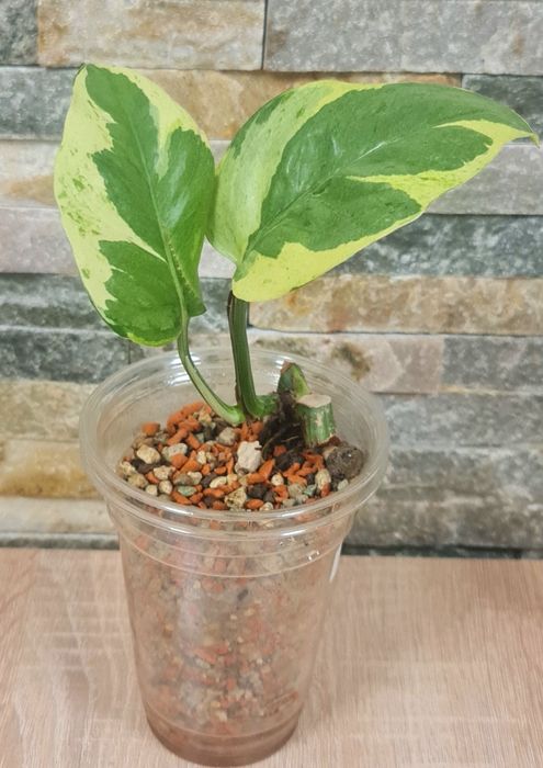 Epipremnum Lava mutation,2 liście