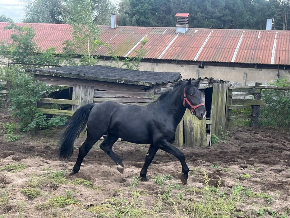 Kary ogier śląski 3lata