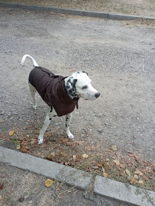 Далматинец/Вязка