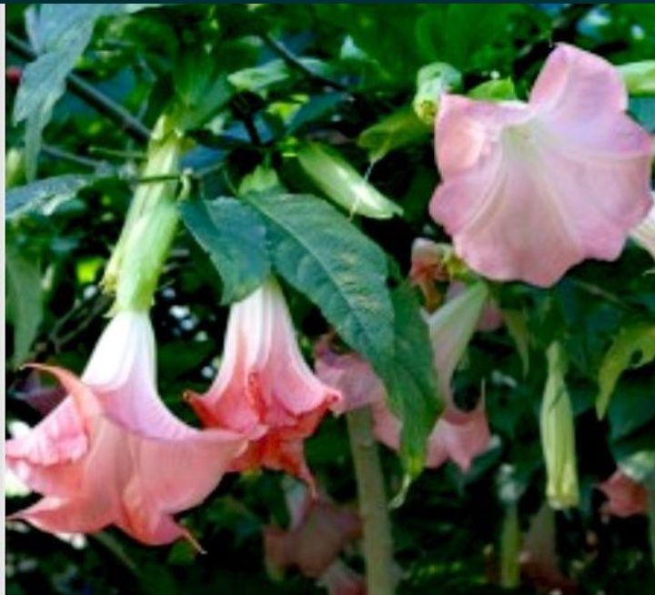 Бругмансія  рожева
