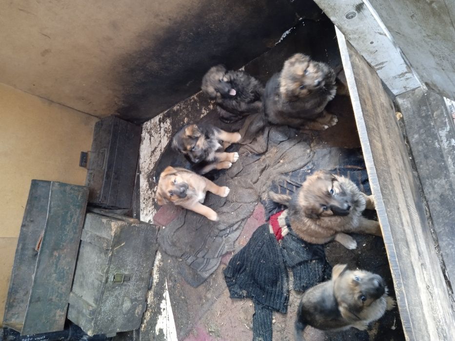 відам в добрі руки цуценят вівчарки