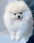 Szpic miniaturowy pomeranian