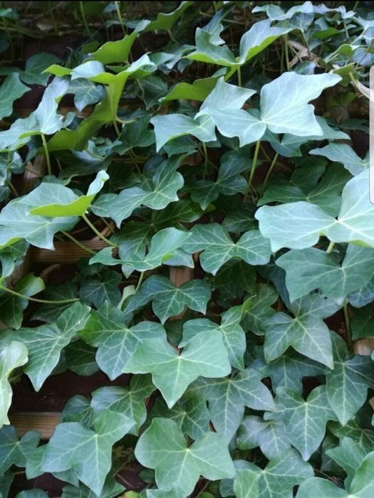 Bluszcz pospolity zimozielony hedera helix - roślina z gruntu