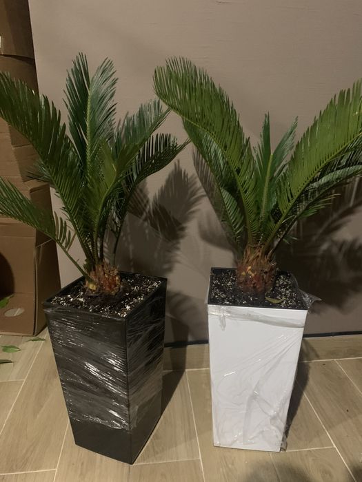 Цикас висота   1 м