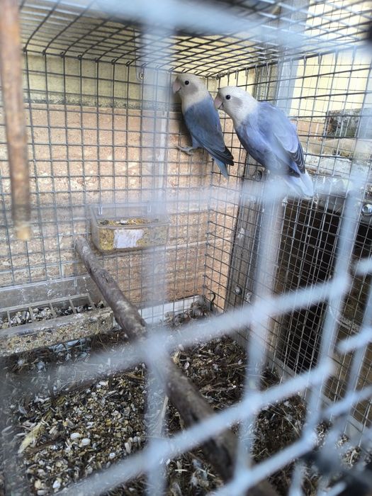 Agaponis para criar a mão