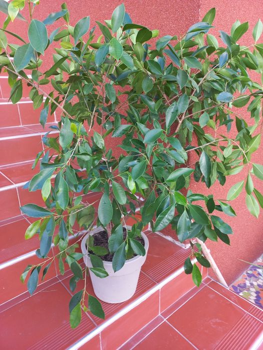 Вазон Бенджамін 2 шт