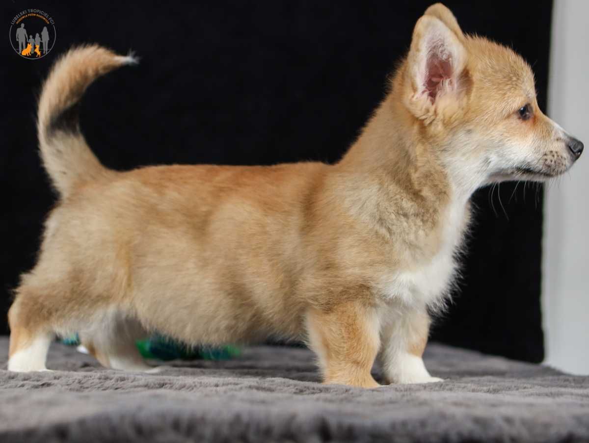 Welsh Corgi Pembroke suczka ZKwP FCI